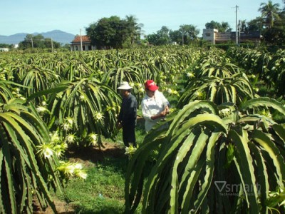 Tự động hóa nông nghiệp: Hướng đi mới của người nông dân trồng thanh long